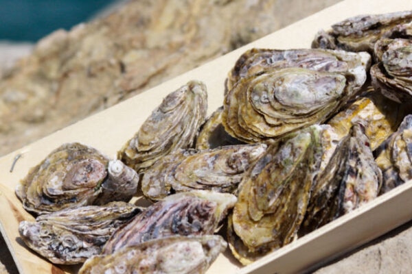 Explore the cool waters of Dibba for the first ever farmed oysters of the region.