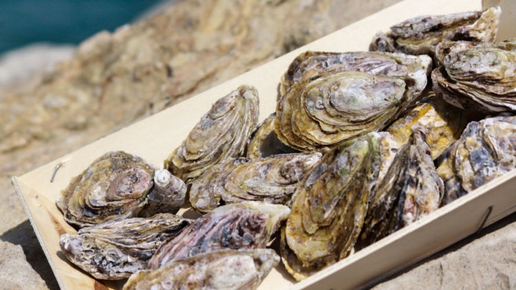 Explore the cool waters of Dibba for the first ever farmed oysters of the region.