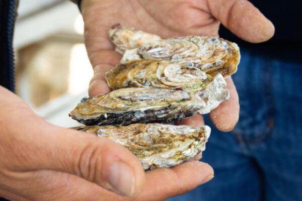 Explore the cool waters of Dibba for the first ever farmed oysters of the region.