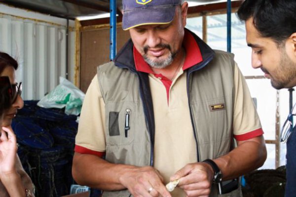 Explore the cool waters of Dibba for the first ever farmed oysters of the region.