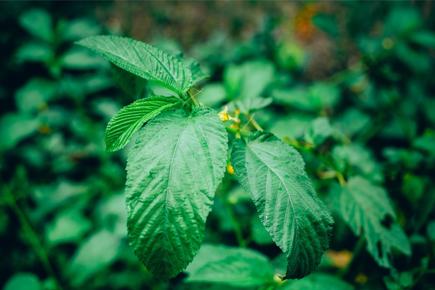 Have You Tried These Regional Leafy Greens?